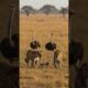 Jaguars playing with ostriches #wildlife #jaguar #animals #wildlifephotography