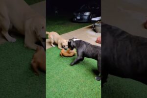 Joyful puppies and little dog #dog #puppy #cute #puppies #fun #happy #time #shorts #reels