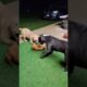 Joyful puppies and little dog #dog #puppy #cute #puppies #fun #happy #time #shorts #reels