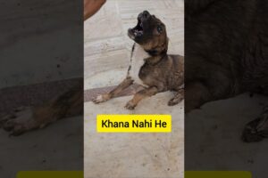 Kaalu Or Roxi | Khana Nahi He, Cute Puppies #animalsneedpeople