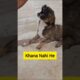 Kaalu Or Roxi | Khana Nahi He, Cute Puppies #animalsneedpeople