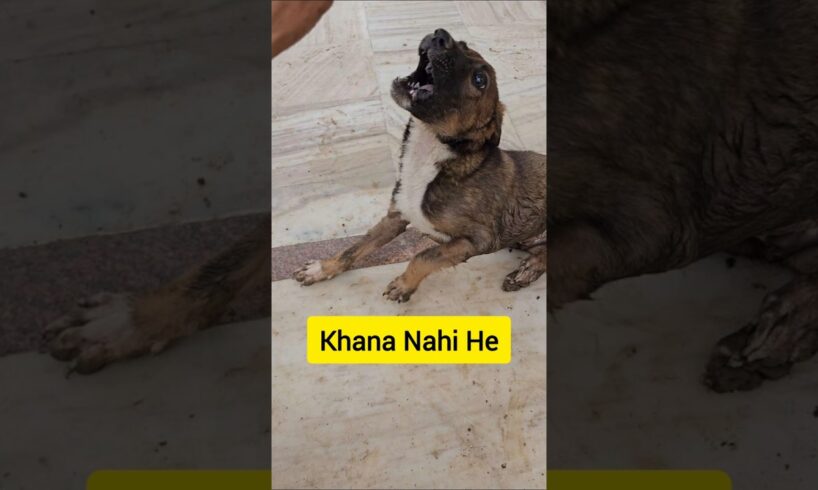 Kaalu Or Roxi | Khana Nahi He, Cute Puppies #animalsneedpeople
