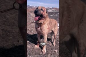 Kangal Dogs vs Wolves: The Dark Truth Behind Illegal Animal Fights! #shorts