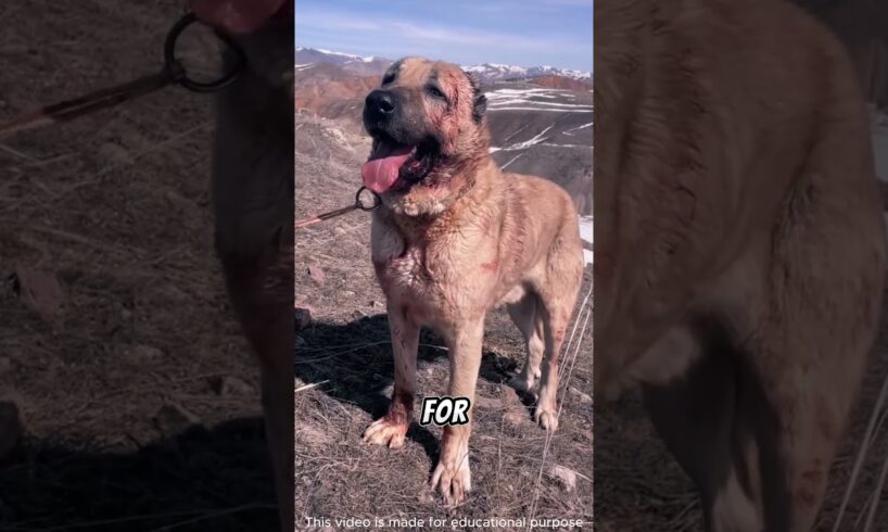 Kangal Dogs vs Wolves: The Dark Truth Behind Illegal Animal Fights! #shorts