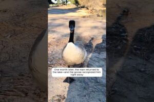 Kind hearted people rescued a stuck goose but never expected....