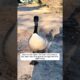 Kind hearted people rescued a stuck goose but never expected....