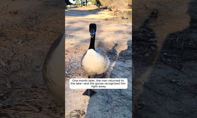 Kind hearted people rescued a stuck goose but never expected....