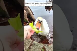 Kind people rescued a swan stuck in a tree