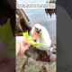 Kind people rescued a swan stuck in a tree