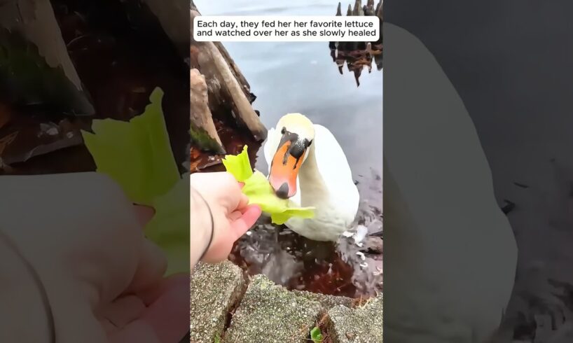 Kind people rescued a swan stuck in a tree