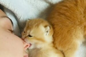 Kitten Wants To Eat My Nose! | Adorable & Funny Kitten Videos