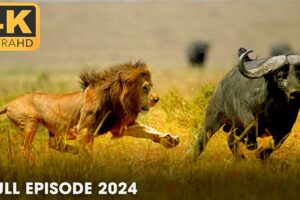 LIFE OF SAVANNAH | Apex Predators Survive in the Heart of Africa | Nature Animal Documentary