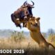 LION vs PREY | Battle for Survival in Predator Territory | Nature Animal Documentary