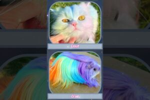 LISA OR LENA - CUTE ANIMALS #lisaandlena #lisaorlena #fashion #shorts #cute #animals #animal #fyp