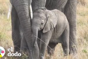 Las mamás son las mejores personas del universo | El Dodo