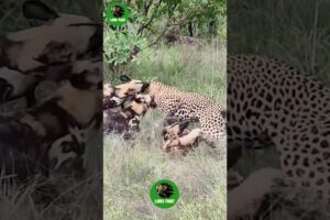 Leopard Paralyzes Wild Dog as the Pack Fights Back | Animal Fighting #shorts