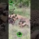 Leopard Paralyzes Wild Dog as the Pack Fights Back | Animal Fighting #shorts