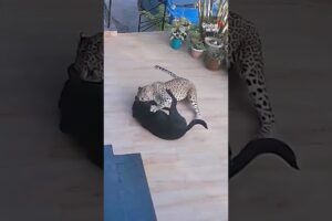 Leopard attacks pet dog at Indian forest eco-lodge, harrowing video shows