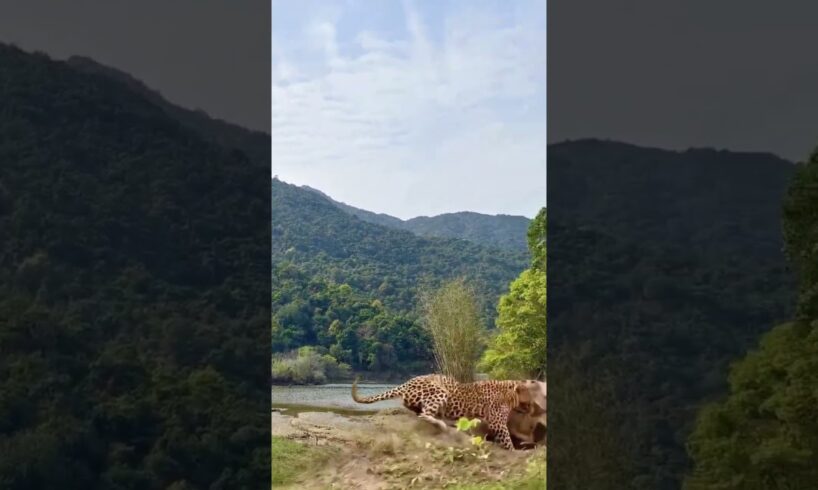 Leopards vs. Warthog animal fighting power competition