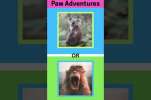 Let’s play! Can You Guess These Adorably Funny Animals