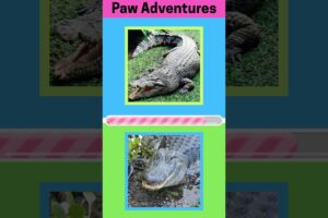 Let’s play! Wild and Wonderful Animals Can You Guess Them