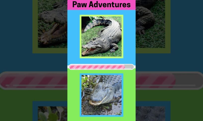 Let’s play! Wild and Wonderful Animals Can You Guess Them