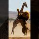 Lion vs. Giraffe: Intense Chase and Survival Battle in the Wild! 🦁🦒🔥 #animalfight #wildlife
