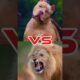 Lion vs Pitbull Real Life Fight #pitbull #lion #attack #fight #animals #tiktok #viralvideo #shorts