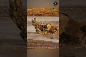 Lions Attack Crocodile To De@th (Lion vs Crocodile Fight) #shorts