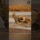 Lions Attack Crocodile To De@th (Lion vs Crocodile Fight) #shorts