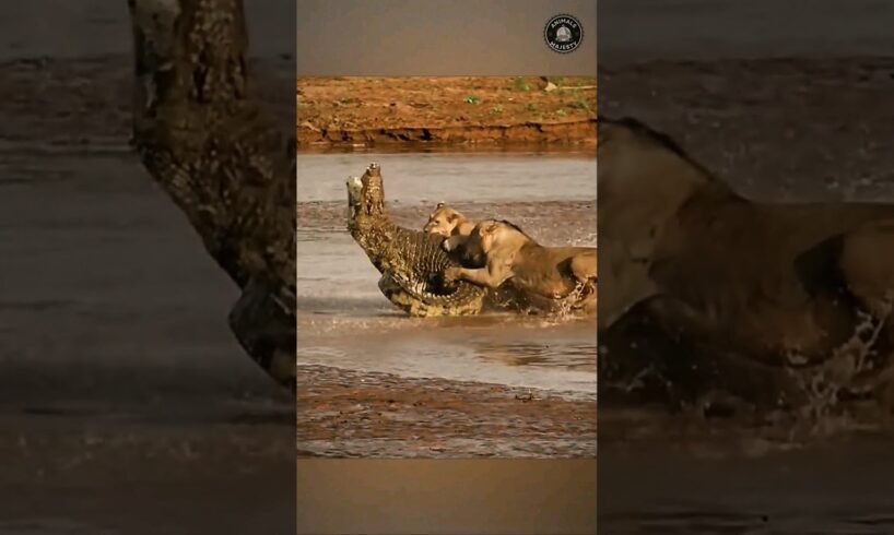 Lions Attack Crocodile To De@th (Lion vs Crocodile Fight) #shorts