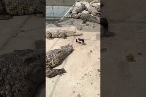 Little Piggy taking a walk in Crocodiles Den