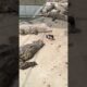 Little Piggy taking a walk in Crocodiles Den