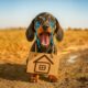 Little Rogue! Cute & Funny Dachshund Dog Video!