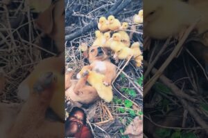 Little duck bites dog tongue.cute... #animals #cute #puppies #duck