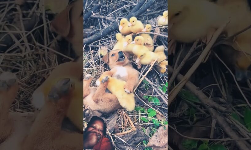 Little duck bites dog tongue.cute... #animals #cute #puppies #duck