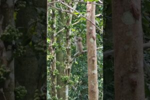 "Long- tailed  Macaques Playing and Eating" #animals #wildlife #monkey #nature