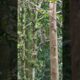 "Long- tailed  Macaques Playing and Eating" #animals #wildlife #monkey #nature