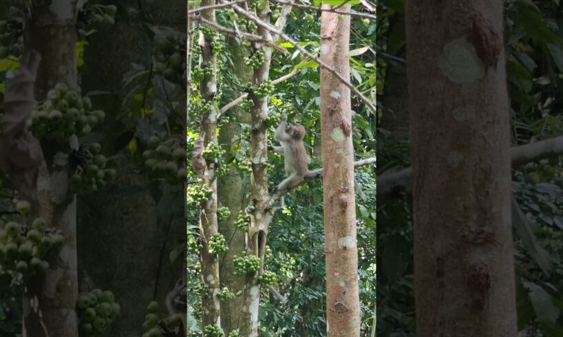 "Long- tailed  Macaques Playing and Eating" #animals #wildlife #monkey #nature