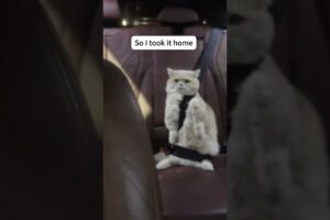 Lovely Cats 😍 #shorts #cat #catvideos