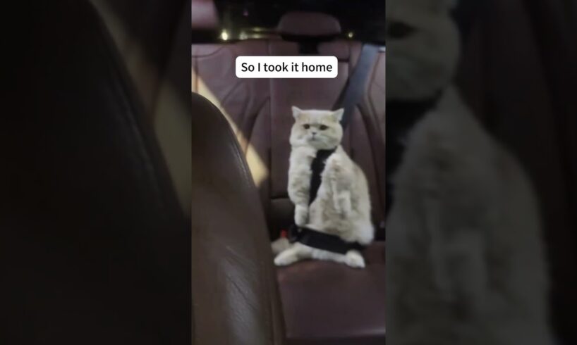 Lovely Cats 😍 #shorts #cat #catvideos