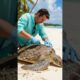 Man Rescues Injured Sea Turtle and Returns It Safely to the Ocean #shorts