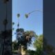 Man Risks His Life By Cutting 100-Foot Californian Palm Tree
