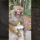 Man Rocked Monkey Shocked 🤣🤣 Funny Monkey Video
