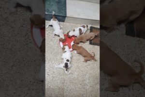 🍼Milk time for cute puppies 😍#cute#puppy#funny#shorts#trending #ytshorts