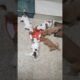 🍼Milk time for cute puppies 😍#cute#puppy#funny#shorts#trending #ytshorts