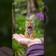Miniature animals  #animals #tiny #panda #shorts