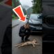 Miraculous Rescue Story of Baby Lynx Hit by Car