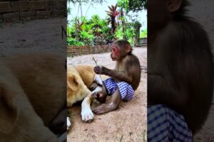 Monkey always playing with dog #babyanimal #babymonkey #bae3 #animals #cute #babyprimate