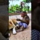 Monkey always playing with dog #babyanimal #babymonkey #bae3 #animals #cute #babyprimate